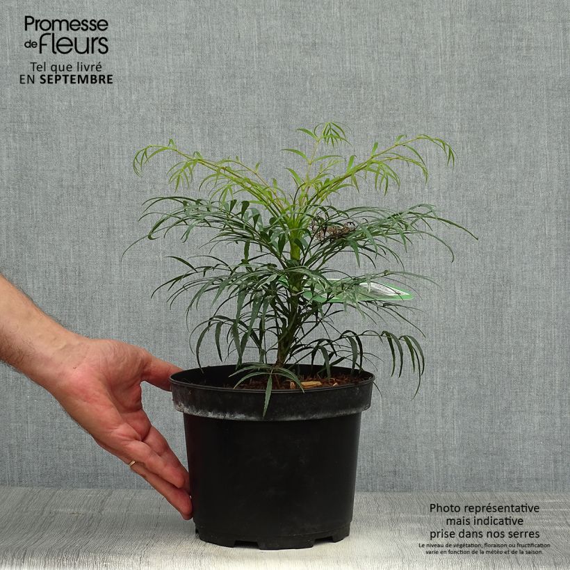Esemplare di Mahonia eurybracteata Soft Caress Vaso da 3L/4L come consegnato in autunno