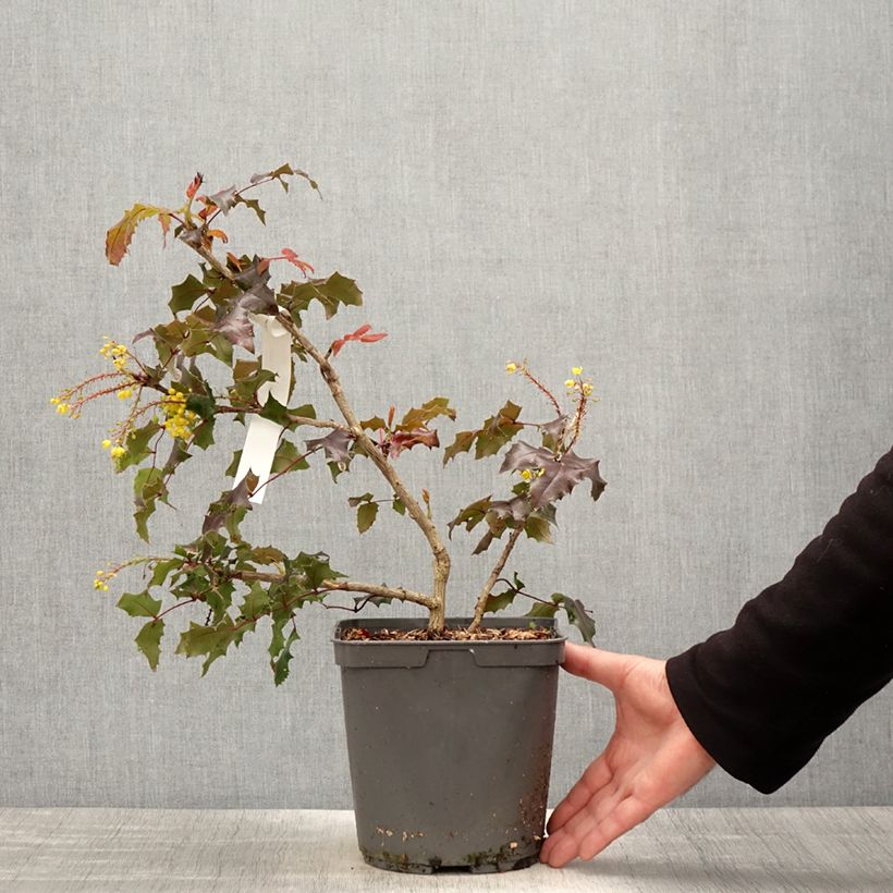 Example of Mahonia wagneri Fireflame Vaso da 4L/5L as you get in printemps