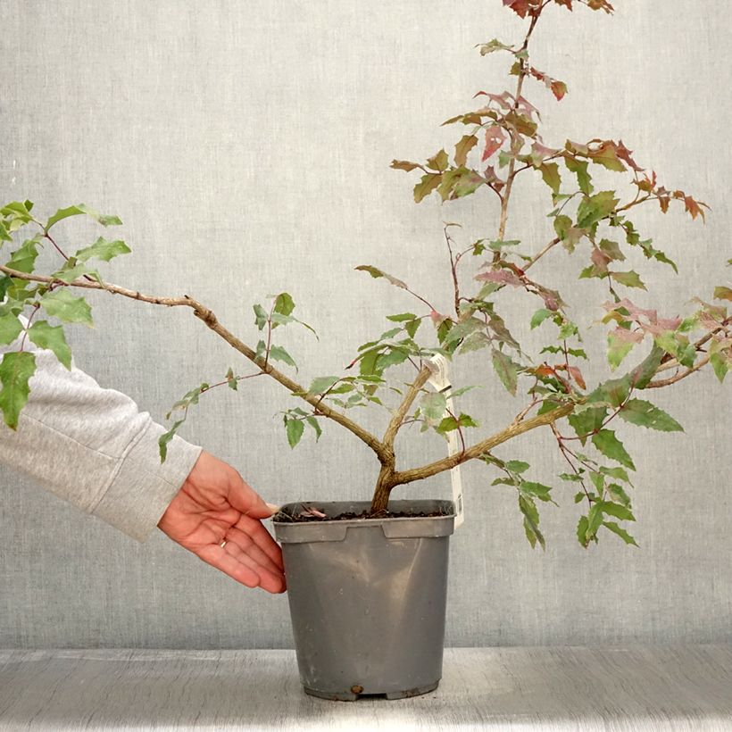 Esemplare di Mahonia wagneri Pinnacle Vaso da 4L/5L come consegnato in autunno