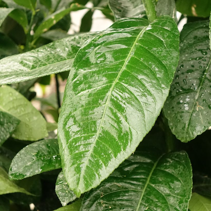 Citrus medica var. sarcodactylis - Cedro (agrume) (Fogliame)