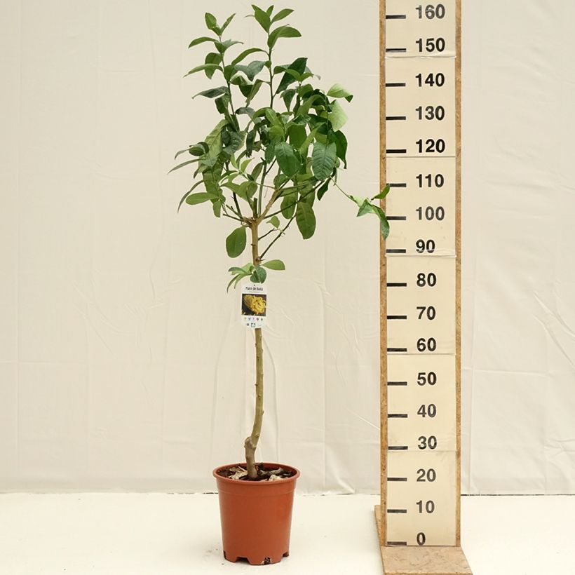 Citrus medica var. sarcodactylis - Cedro (agrume) Vaso da 7,5L/10L, Vaso impalcato medio esemplare consegnato in primavera