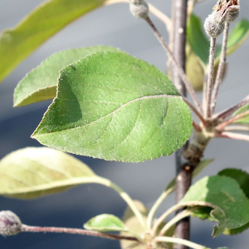 Malus transitoria Appletini Gulliver - Melo ornamentale (Fogliame)