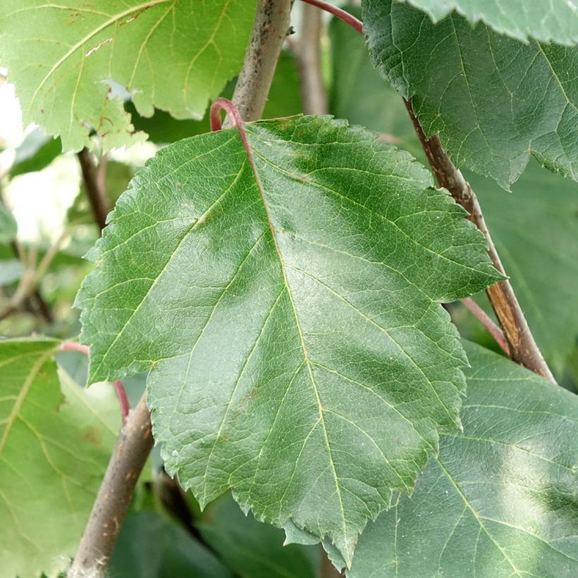 Malus Brandy Magic - Melo da fiore (Fogliame)