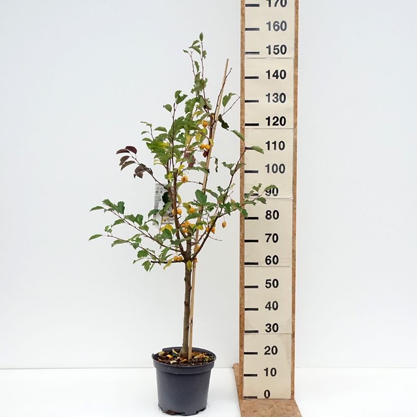 Esemplare di Malus Comtesse De Paris - Melo da fiore Vaso da 7,5L/10L, Fuso come consegnato in autunno