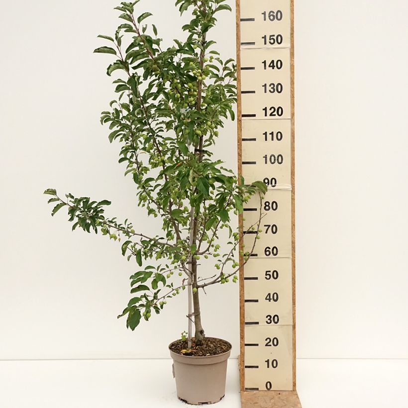 Esemplare di Malus Comtesse De Paris - Melo da fiore Vaso da 7,5L/10L, Fuso consegnato in estate