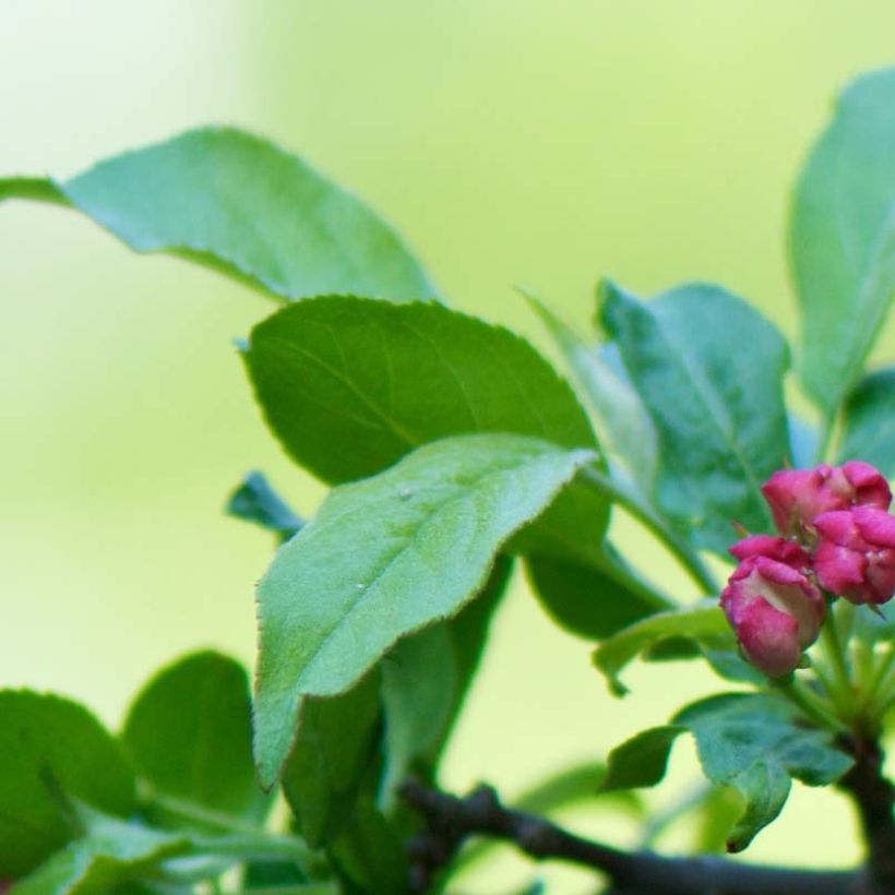 Malus toringo - Melo da fiore (Fogliame)