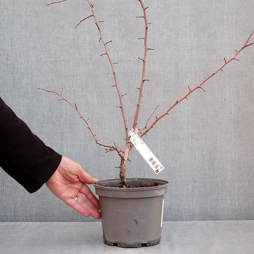 Esemplare di Malus toringo - Melo da fiore Vaso da 3L/4L come consegnato in autunno