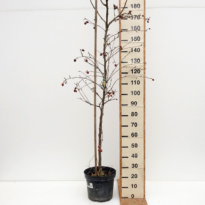 Esemplare di Malus robusta Yellow Siberian - Melo da fiore Vaso da 12L/15L come consegnato in autunno