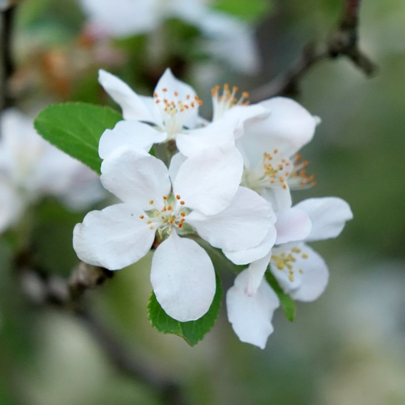 Malus robusta Yellow Siberian - Melo da fiore (Fioritura)