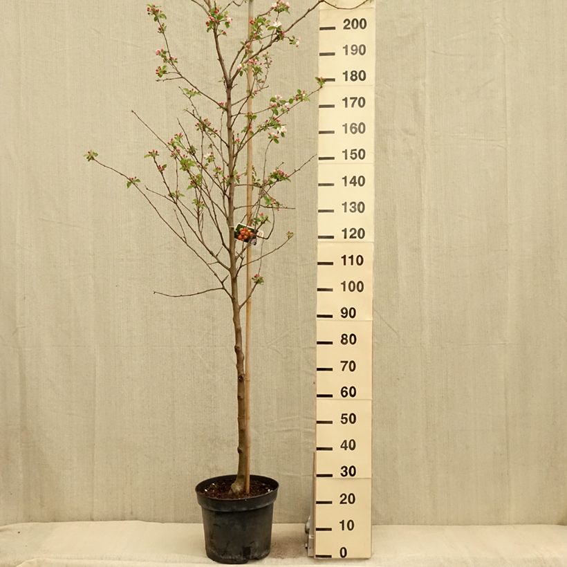 Malus robusta Yellow Siberian - Melo da fiore Vaso da 12L/15L esemplare consegnato in primavera