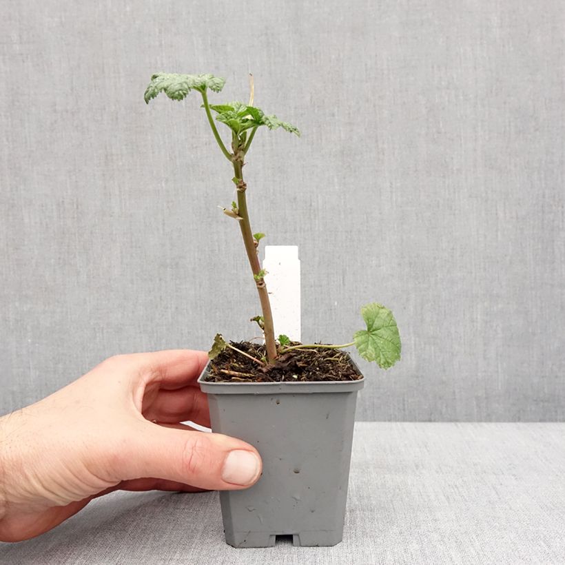 Example of Malva sylvestris Zebrina Blue - Malva selvatica Vasetto da 8/9 cm as you get in hiver