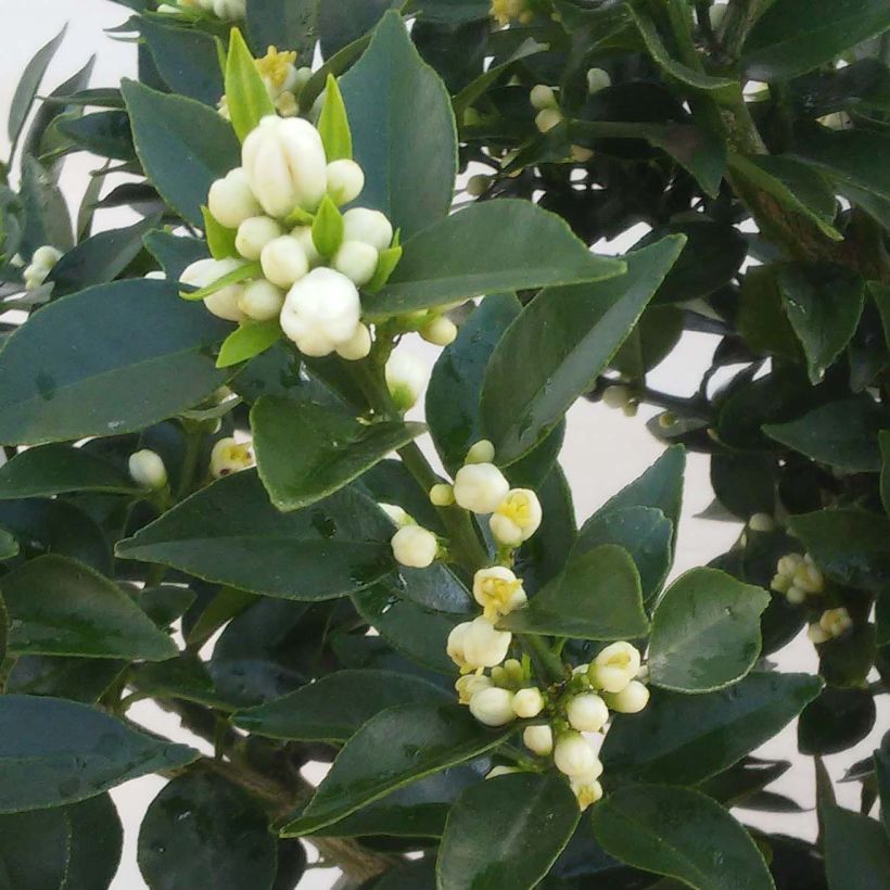 Citrus aurantium var. myrtifolia - Chinotto (Flowering)