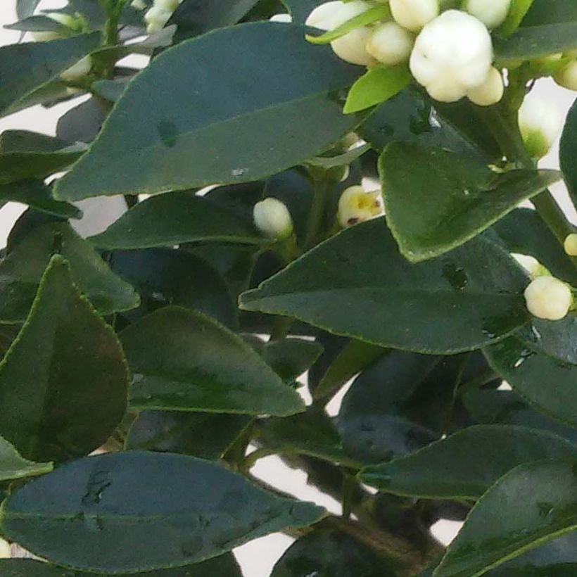 Citrus aurantium var. myrtifolia - Chinotto (Foliage)