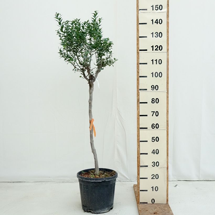 Esemplare di Citrus aurantium var. myrtifolia - Chinotto Vaso da 18L/20L, Vaso impalcato medio come consegnato in autunno