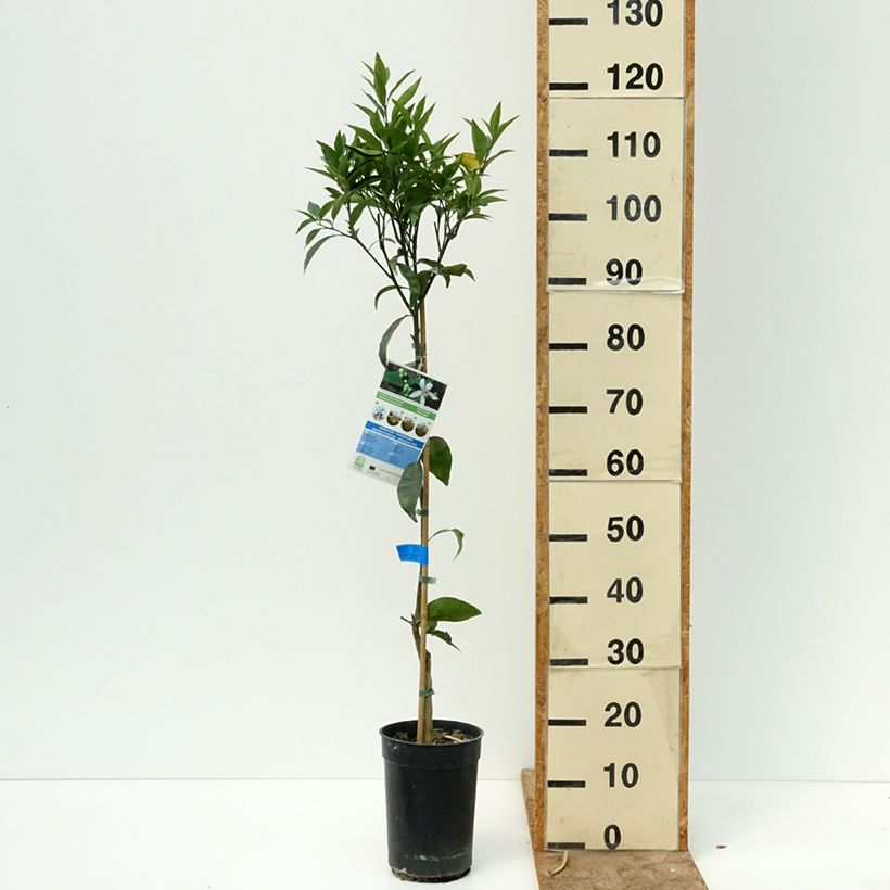 Esemplare di Citrus deliciosa - Mandarino Vaso da 3L/4L, Astone consegnato in estate