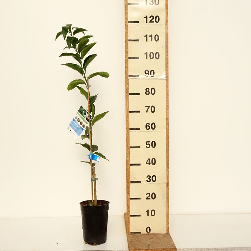 Citrus deliciosa - Mandarino Vaso da 3L/4L, Astone esemplare consegnato in inverno