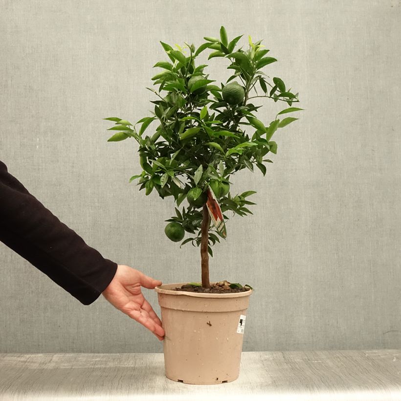 Esemplare di Citrus deliciosa - Mandarino Vaso da 4L/5L, Vaso impalcato basso come consegnato in autunno