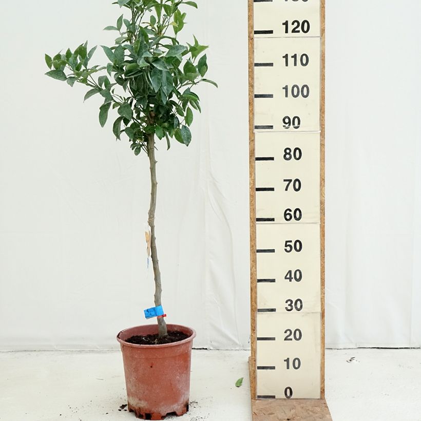 Esemplare di Citrus deliciosa - Mandarino Vaso da 7,5L/10L, Vaso impalcato medio come consegnato in autunno