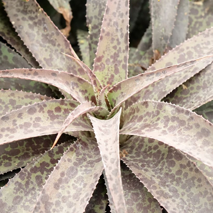 Mangave Mangavé Inkblot (Fogliame)