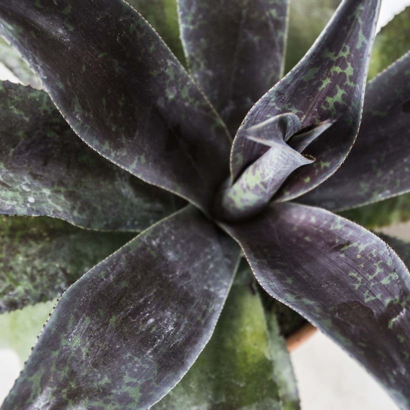 Mangave Mission to Mars (Fogliame)