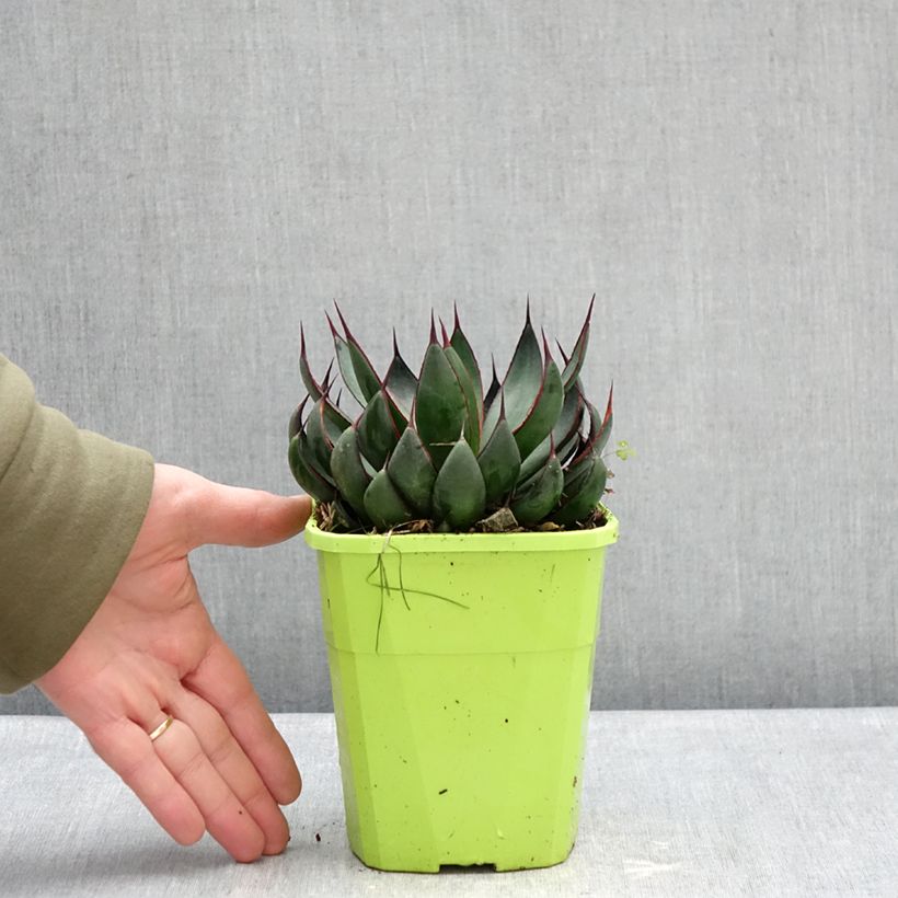 Example of Mangave Praying Hands Vaso da 3L/4L as you get in hiver