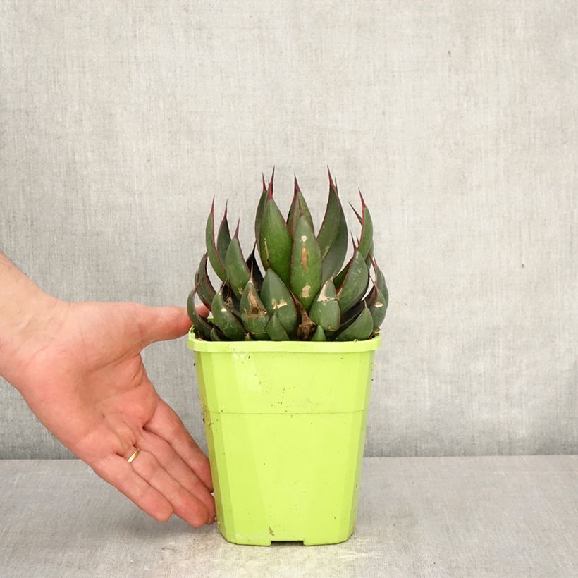 Mangave Praying Hands Vaso da 3L/4L esemplare consegnato in primavera
