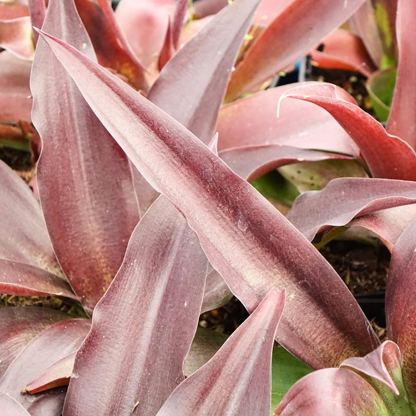 Agave undulata Purple passion (Fogliame)
