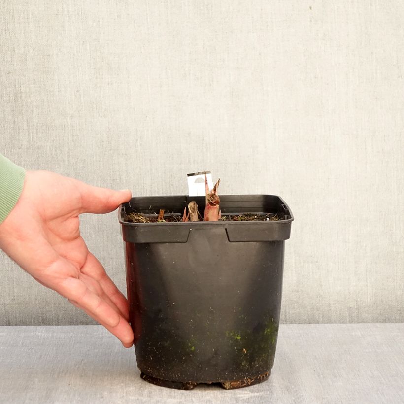 Agave undulata Purple passion Vaso da 3L/4L esemplare consegnato in inverno