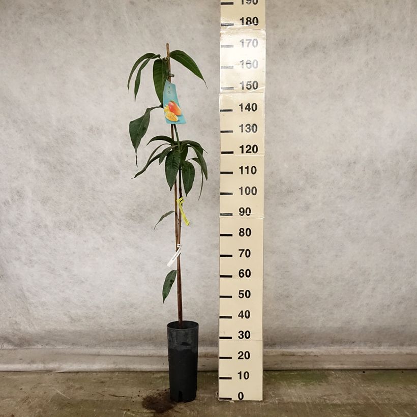 Esemplare di Mangifera indica - Mango Vaso da 6L/7L come consegnato in autunno