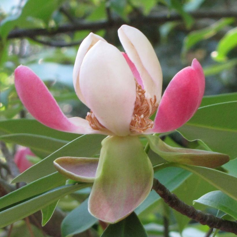 Magnolia insignis (Fioritura)