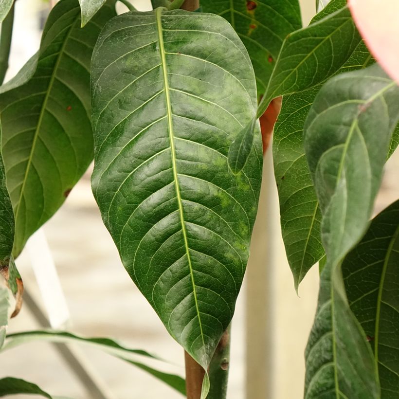 Mango Keitt - Mangifera indica (Foliage)