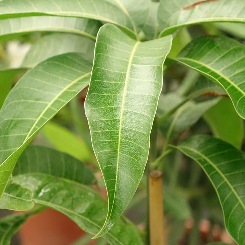 Mango Kent - Mangifera indica (Fogliame)