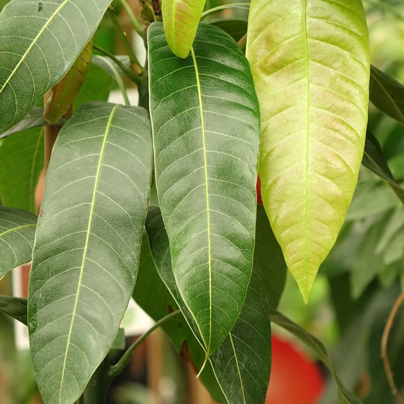 Mango Osteen - Mangifera indica (Fogliame)