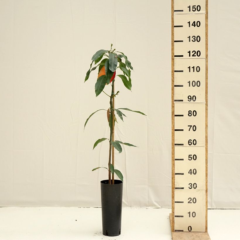 Mango Osteen - Mangifera indica Vaso da 6L/7L esemplare consegnato in primavera