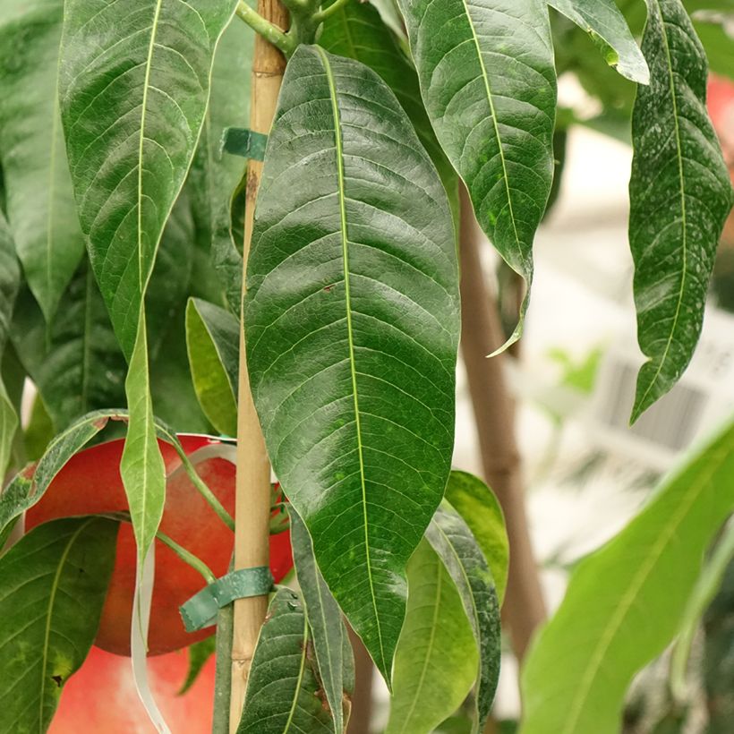 Mango Palmer - Mangifera indica (Fogliame)