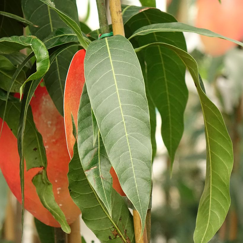 Mango Tommy Atkins - Mangifera indica (Foliage)