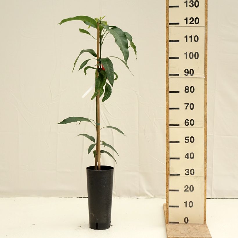 Example of Mango Tommy Atkins - Mangifera indica Vaso da 6L/7L as you get in printemps