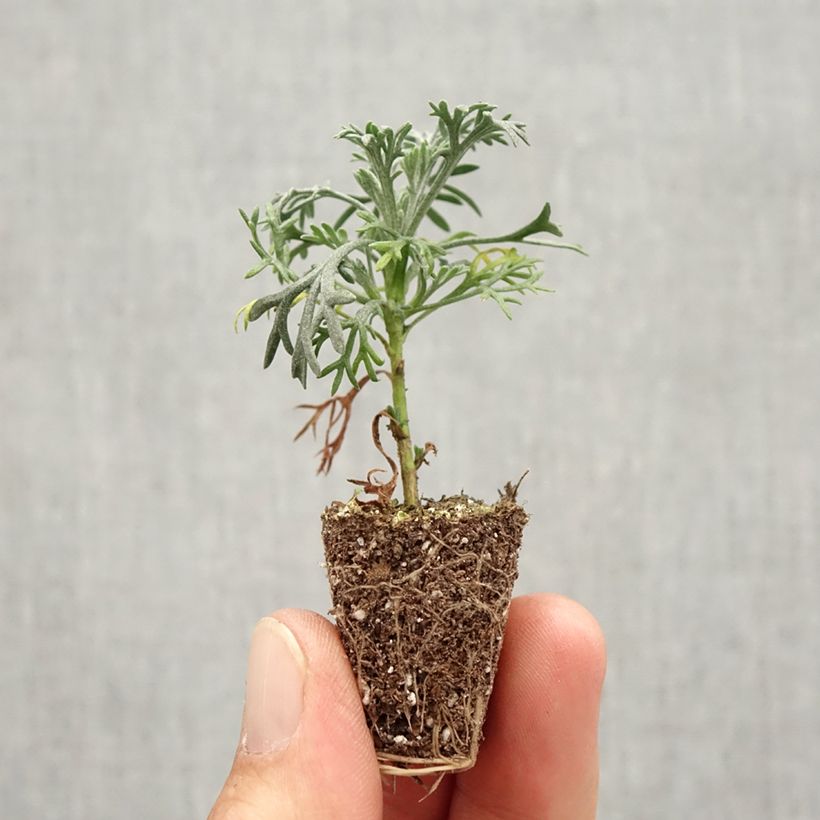 Esemplare di Rhodanthemum hosmariense Flirt mini zolla... come consegnato in autunno