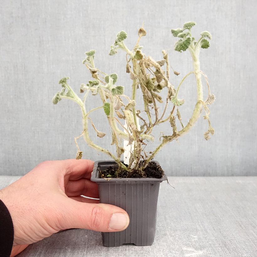 Marrubium supinum - Marrube couché Vasetto da 8/9 cm esemplare consegnato in inverno