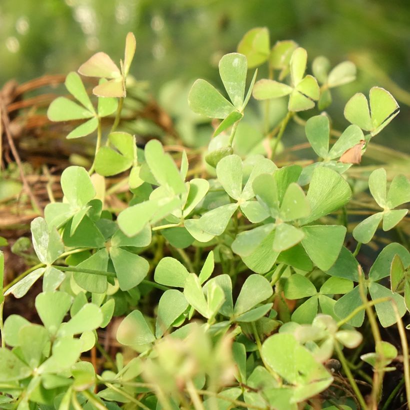 Marsilea quadrifolia - Trifoglio acquatico comune (Foliage)