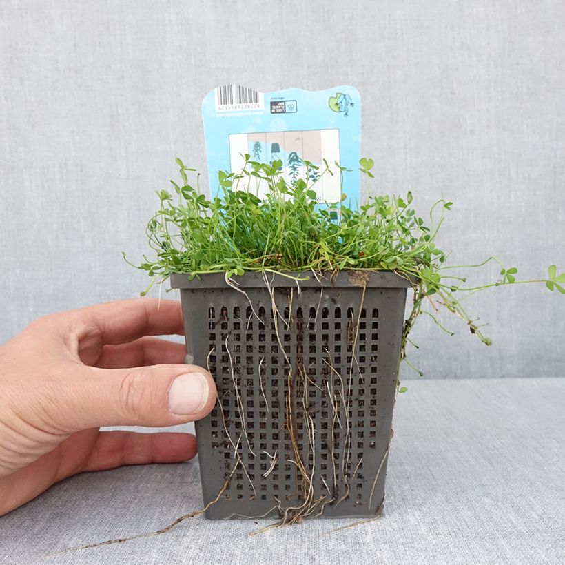 Example of Marsilea quadrifolia - Trifoglio acquatico comune Vaso da 1L/1,5L as you get in printemps