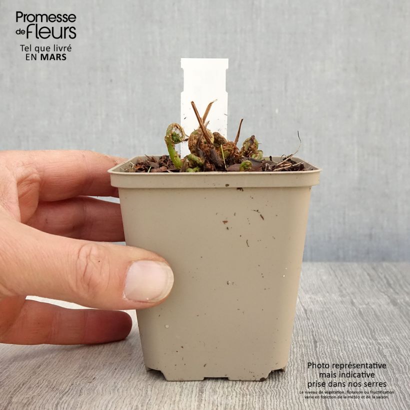 Matteuccia orientalis - Felce Penna di Struzzo Vasetto da 8/9 cm esemplare consegnato in primavera