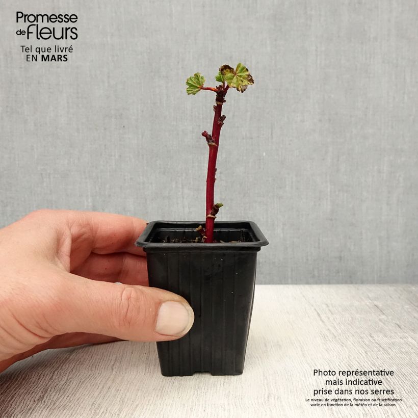 Example of Malva sylvestris - Malva selvatica Vasetto da 7/8 cm as you get in printemps