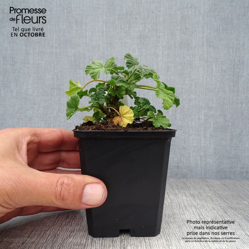 Esemplare di Malva sylvestris Primley Blue - Malva selvatica Vasetto da 8/9 cm come consegnato in autunno