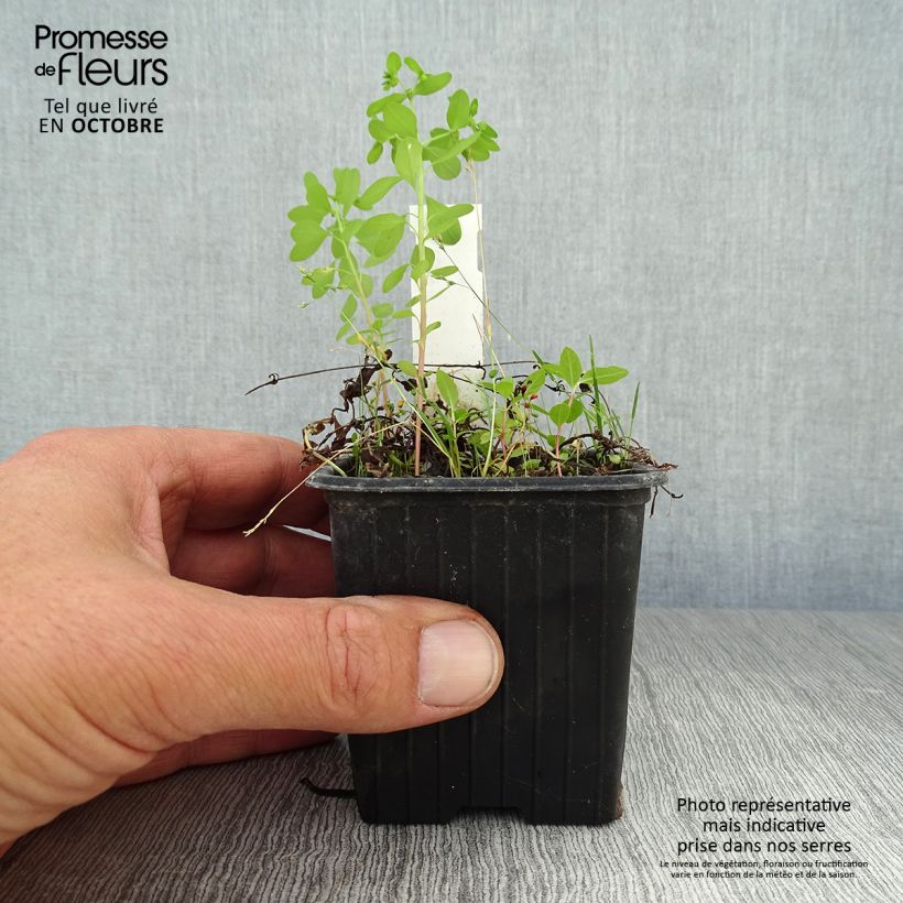 Esemplare di Mazus reptans Vasetto da 8/9 cm come consegnato in autunno