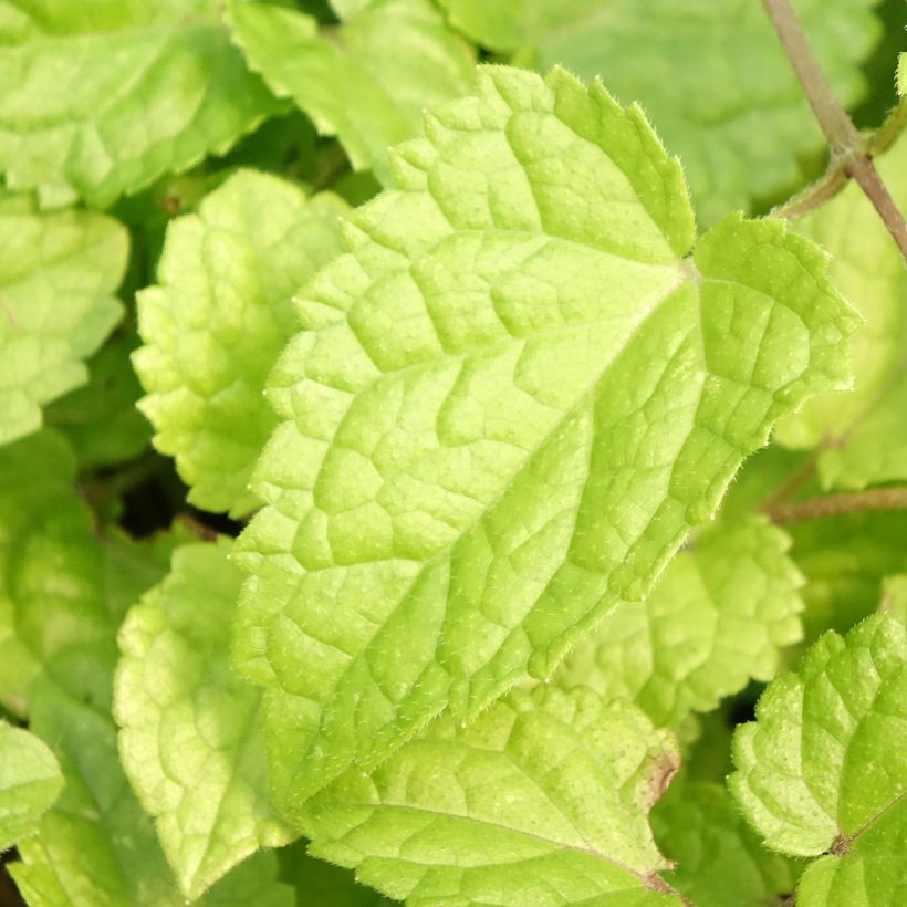 Meehania urticifolia Japan Blau (Fogliame)