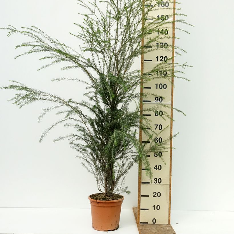 Esemplare di Melaleuca alternifolia - Albero del tè Vaso da 7,5L/10L consegnato in estate