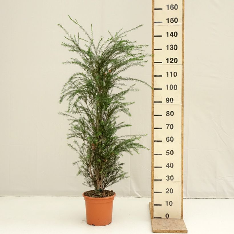 Example of Melaleuca alternifolia - Albero del tè Vaso da 7,5L/10L as you get in printemps