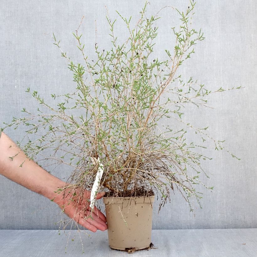 Esemplare di Melaleuca gibbosa Vaso da 2L/3L consegnato in estate