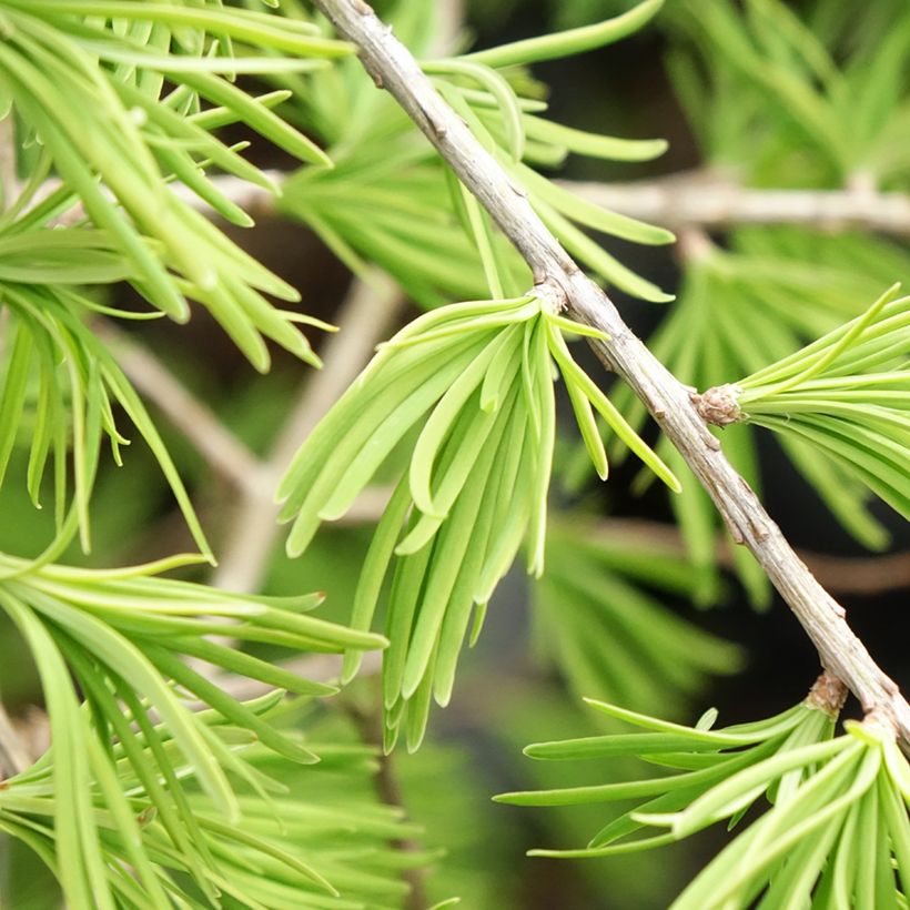 Pseudolarix amabilis - Pseudolarice (Foliage)